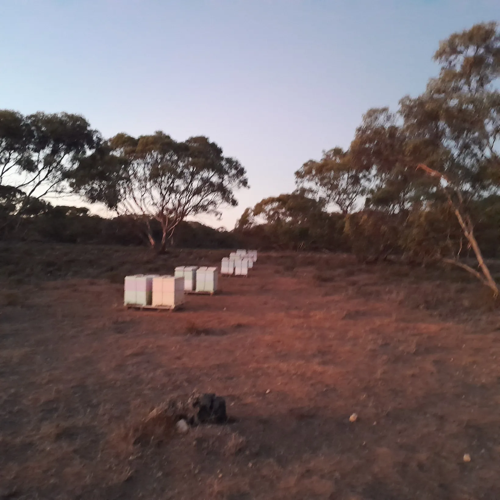 WIK Honey site visual showing the brand's apiary imagery.